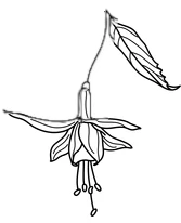 Fuchsiaform